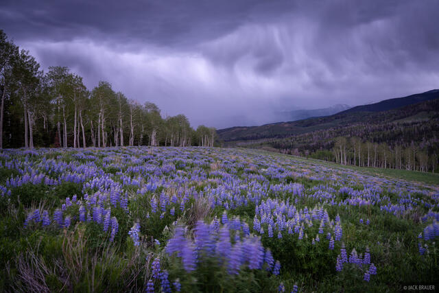 Lupine Cloudburst