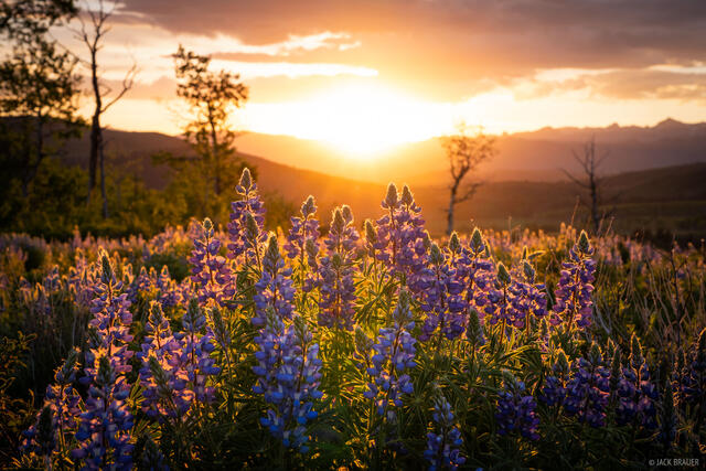 Lupine Sunrise