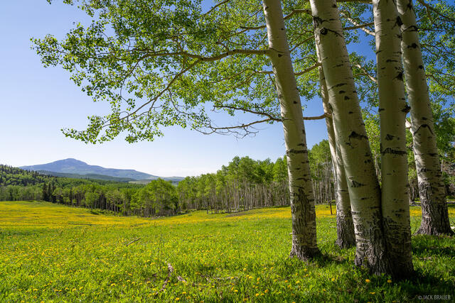 Aspen Shade