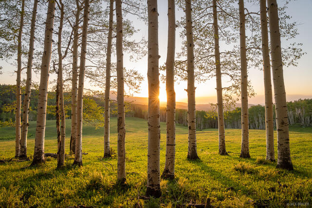 Aspen Stand