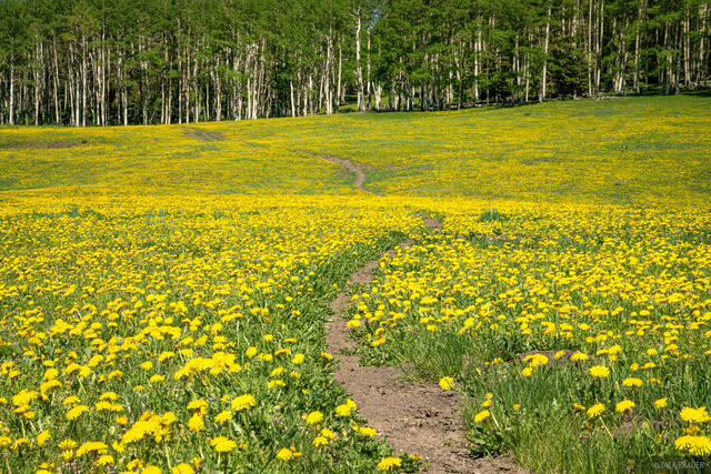 A trail winds through a meadow full of dandelions.