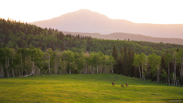 Three bull elk graze on a meadow after sunset in the San Miguel Range of Colorado.