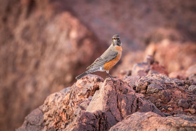 Desert Robin
