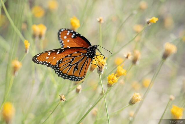 Queen Butterfly