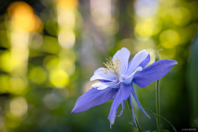 Columbine Forest