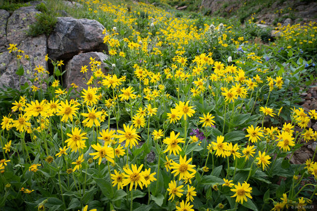 Cascade of Flowers