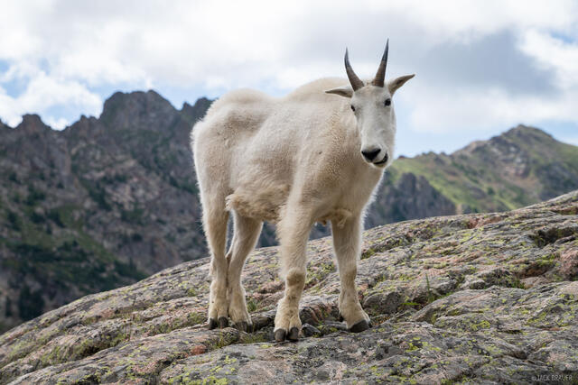 Friendly Goat