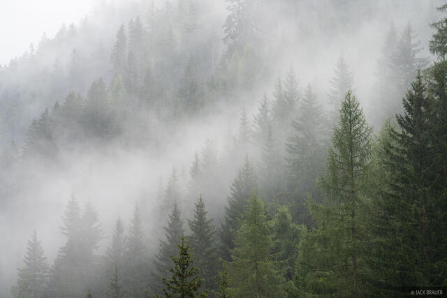 Hohe Tauern Rainy Forest