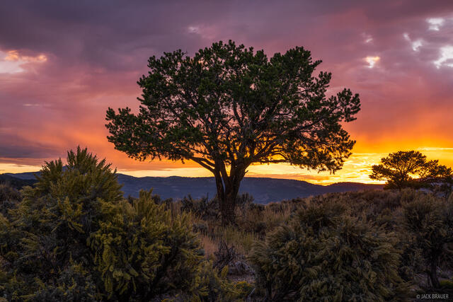 Autumn Pinyon Sunset