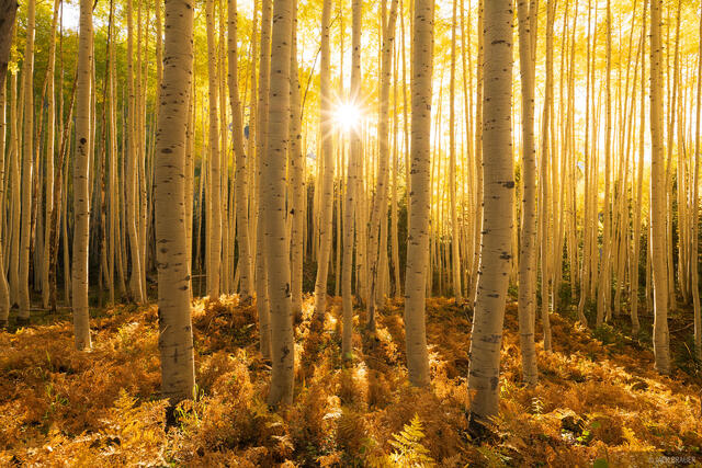 Evening in the Aspens