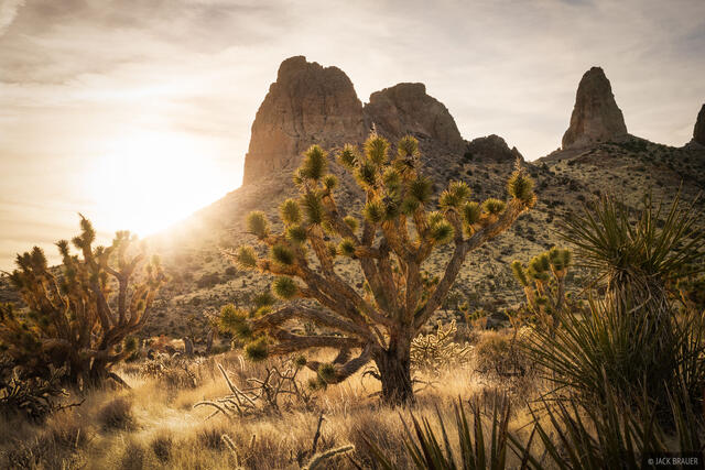 Joshua Tree Sunset
