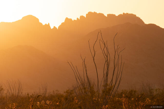 Ocotillo Sunset