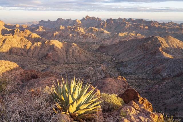 Kofa Queen Morning