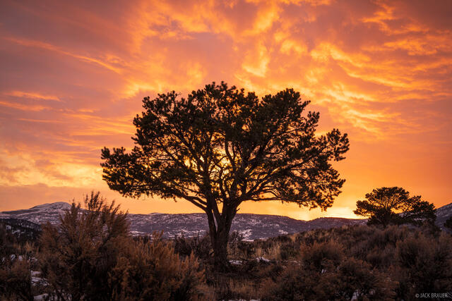 Fiery Pinyon