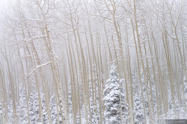 Aspens in Snowstorm