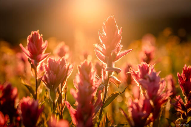 Paintbrush Light