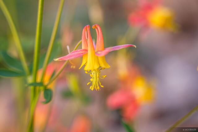 Boulder Flower