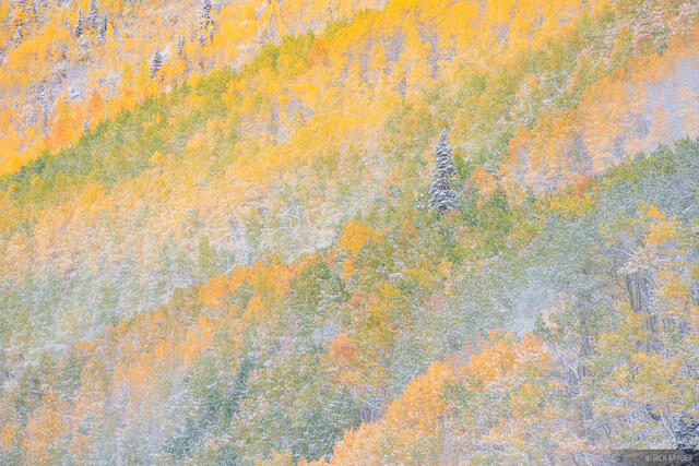 Powdered Aspens