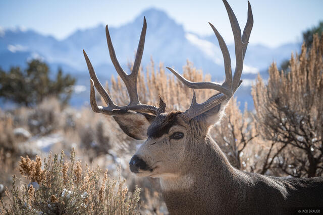 Buck Portrait