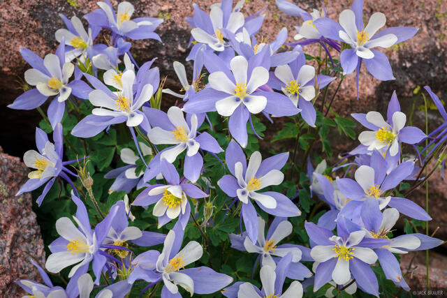 Bouquet of Columbines