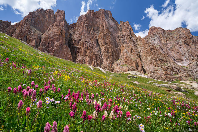 Monitor Wildflowers
