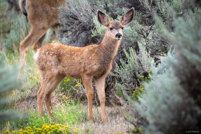 Bambi in the Sage