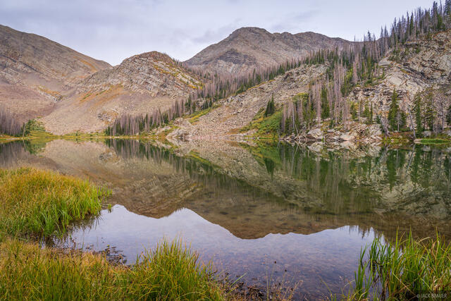 Cotton Reflection
