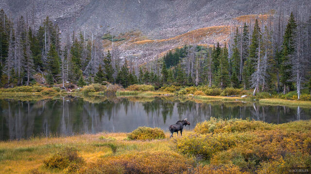Moose of the Clouds