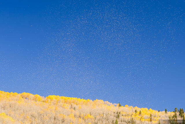 Aspen Murmurations