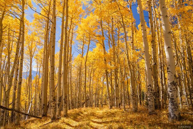 Forest of Gold