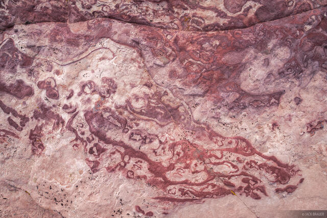 Sandstone Alligator