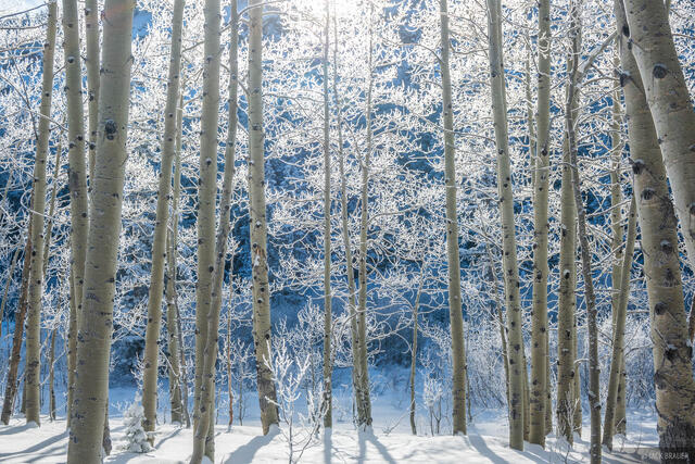 Frosty Aspen Forest