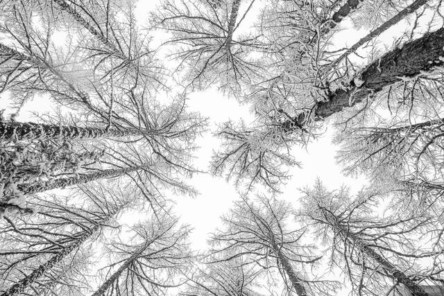 Snowy Larches