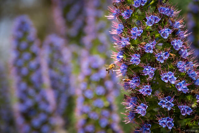 Bee in Purple