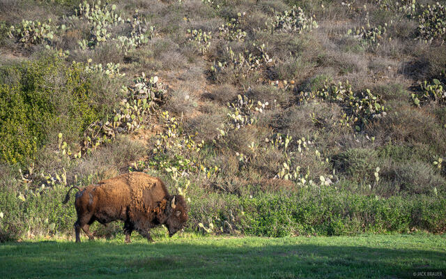 Little Harbor Bison