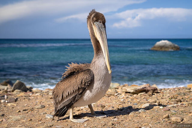 Pesky Pelican