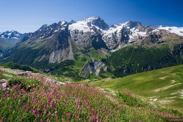 La Meije Wildflowers