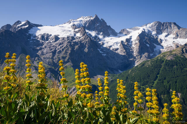 Yellow Gentians and La Meije