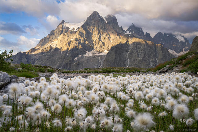 Mont Pelvoux Cottongrass