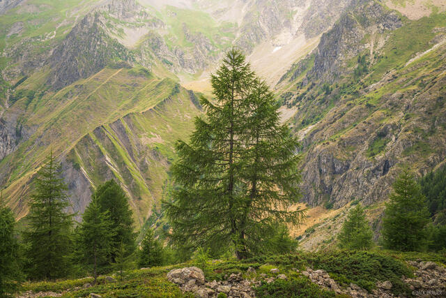 Larch Light