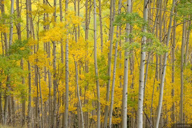 Citrus Aspens