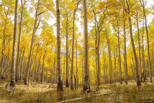 Yellow Forest