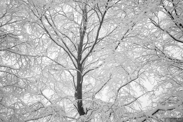Branching Out B&W