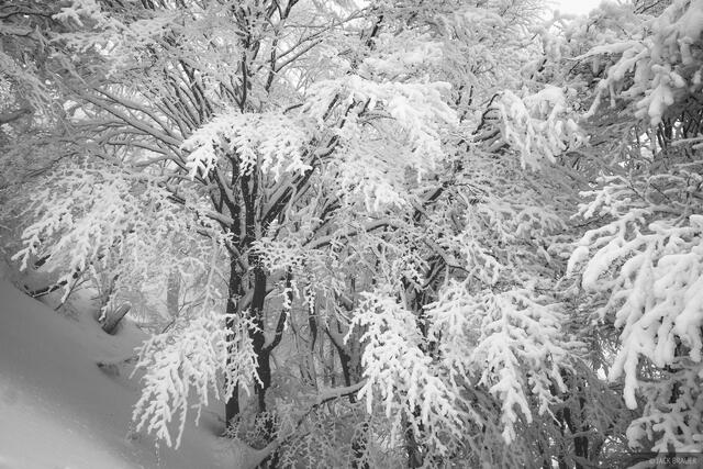 Smothered B&W