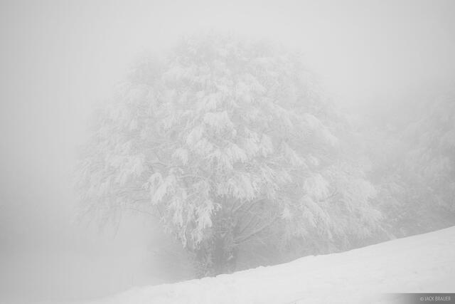 Snowy Tree in Fog