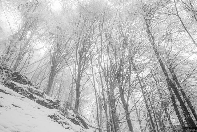 Giants in the Fog B&W