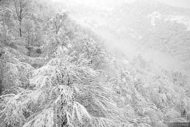 Snow Smothered Forest B&W