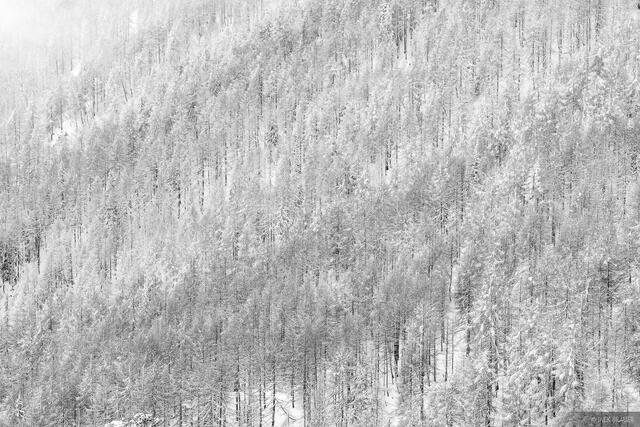 Larchland B&W