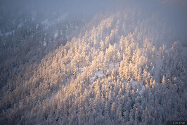 Larch Spotlight