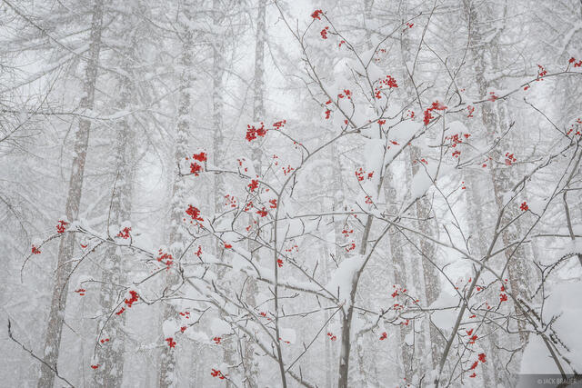 Snow Berries